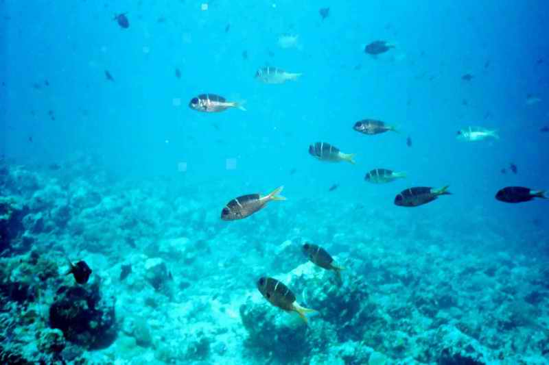 2003 maldives 049