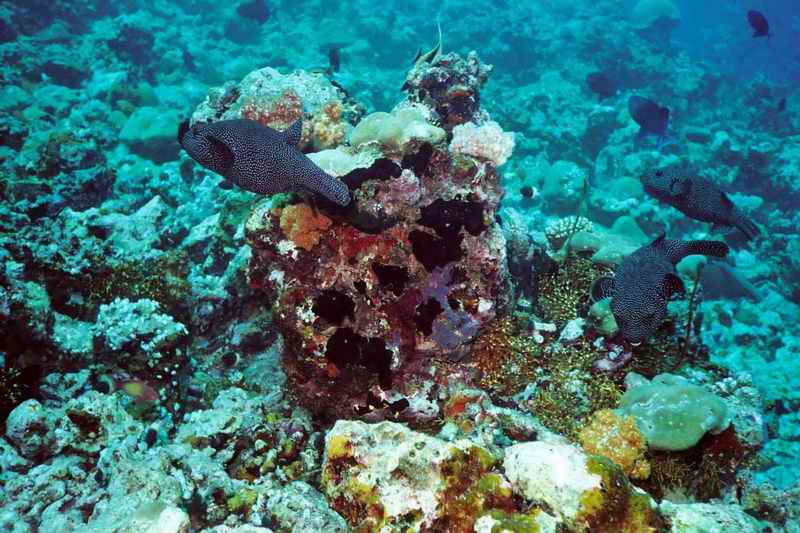 2003 maldives 050