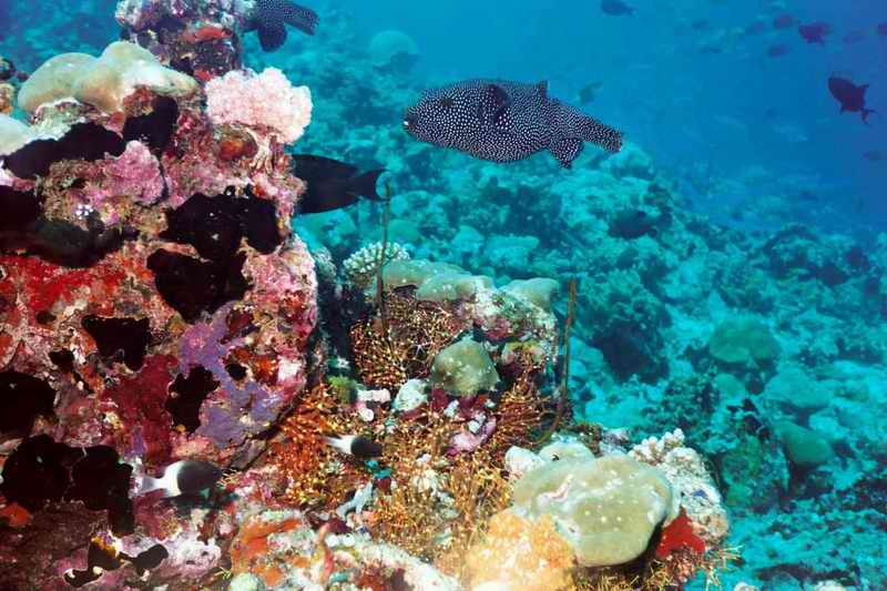 2003 maldives 051