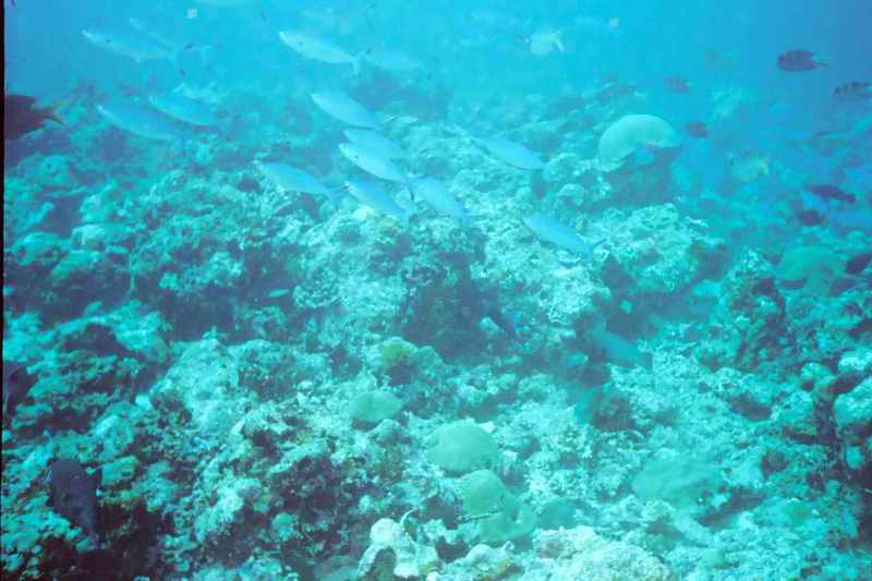 2003 maldives 052