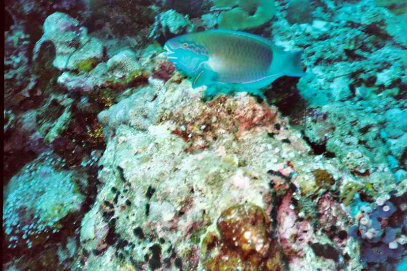2003 maldives 053