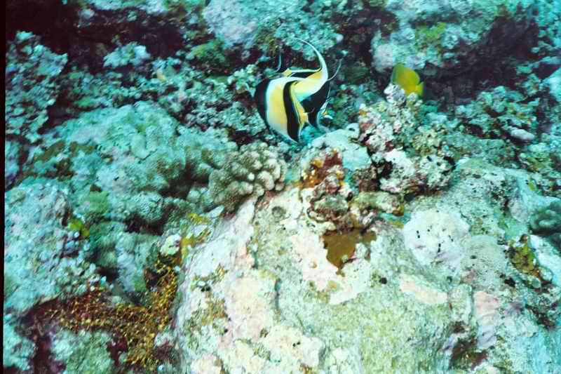 2003 maldives 054