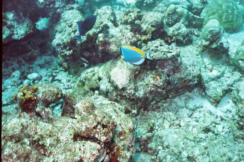 2003 maldives 056
