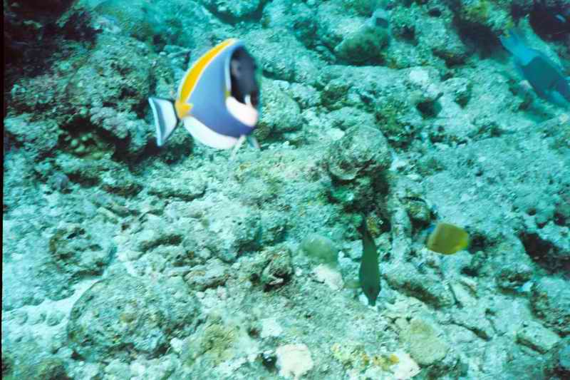 2003 maldives 058