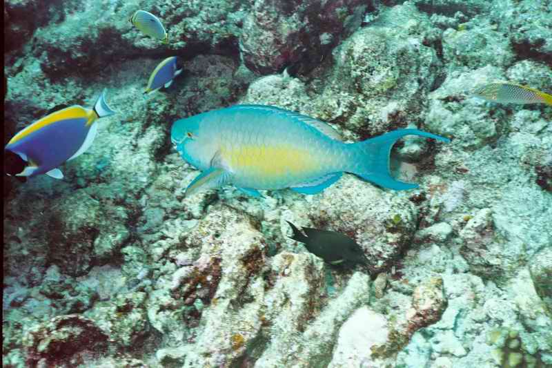 2003 maldives 060