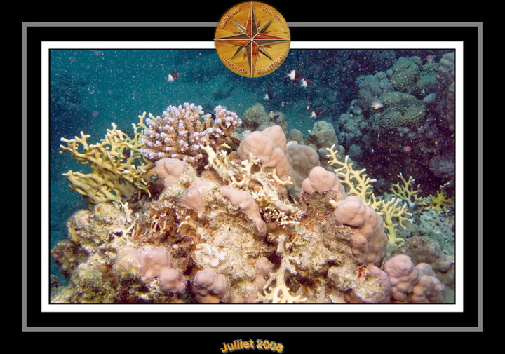 2008 egypte el qoseir 024
