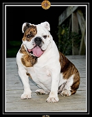 YODA Notre Bulldog Anglais
